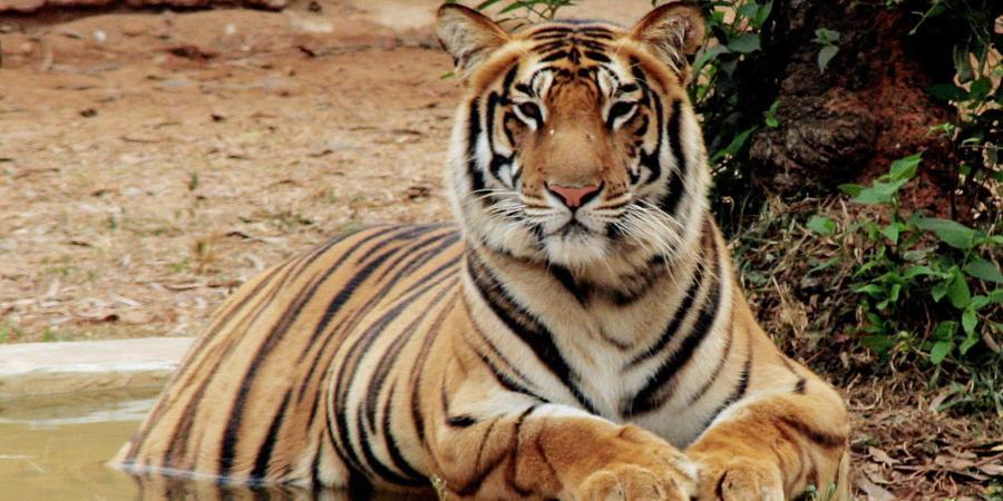 Wildlife conservation efforts in India