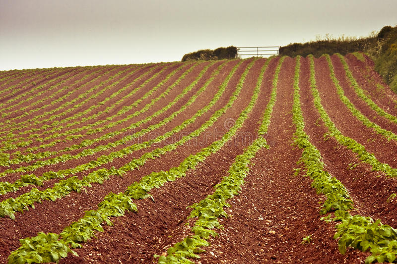 Types of Soil In India