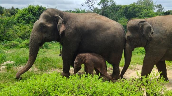 Wildlife conservation efforts in India