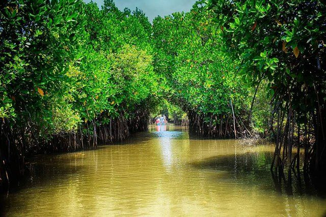 Mangroves