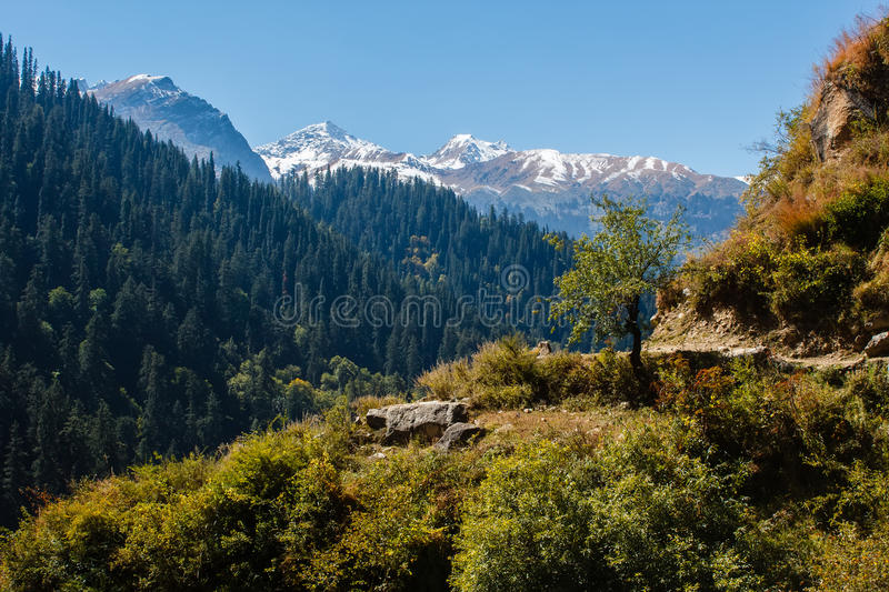 Himalayan Vegetation